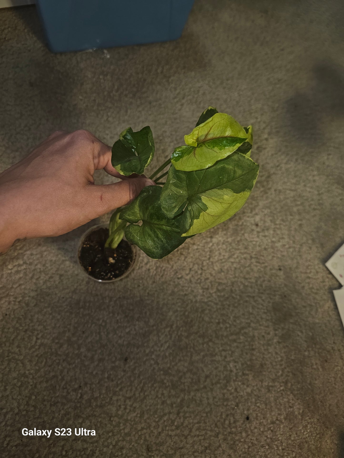 Syngonium Orm Thong Var