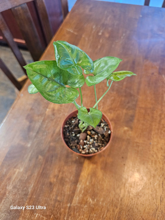 Syngonium Berry Allusion