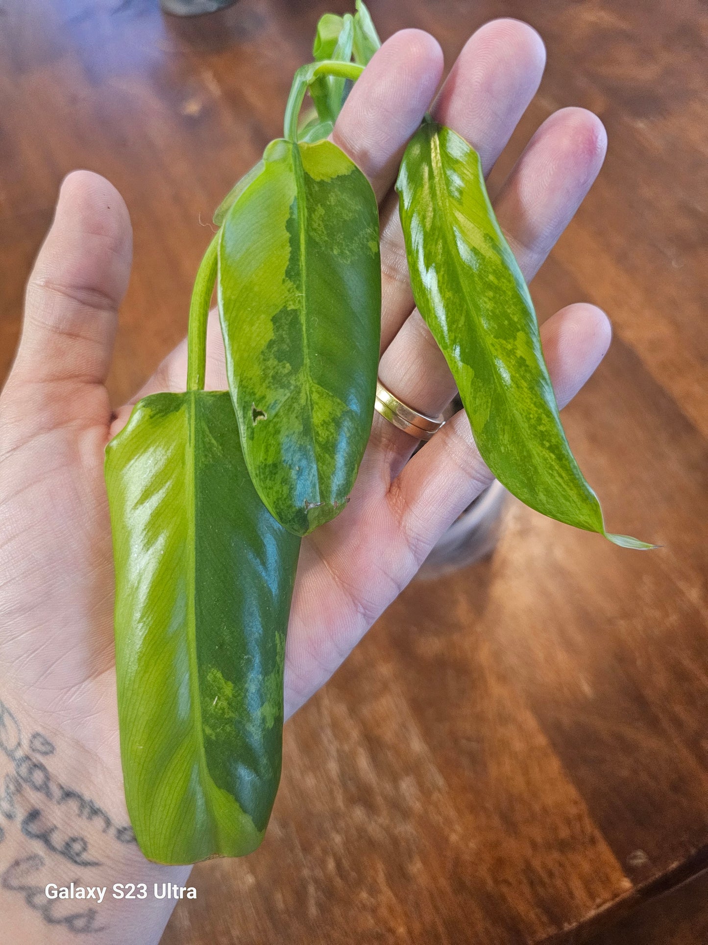 Philodendron Domesticum Variegated