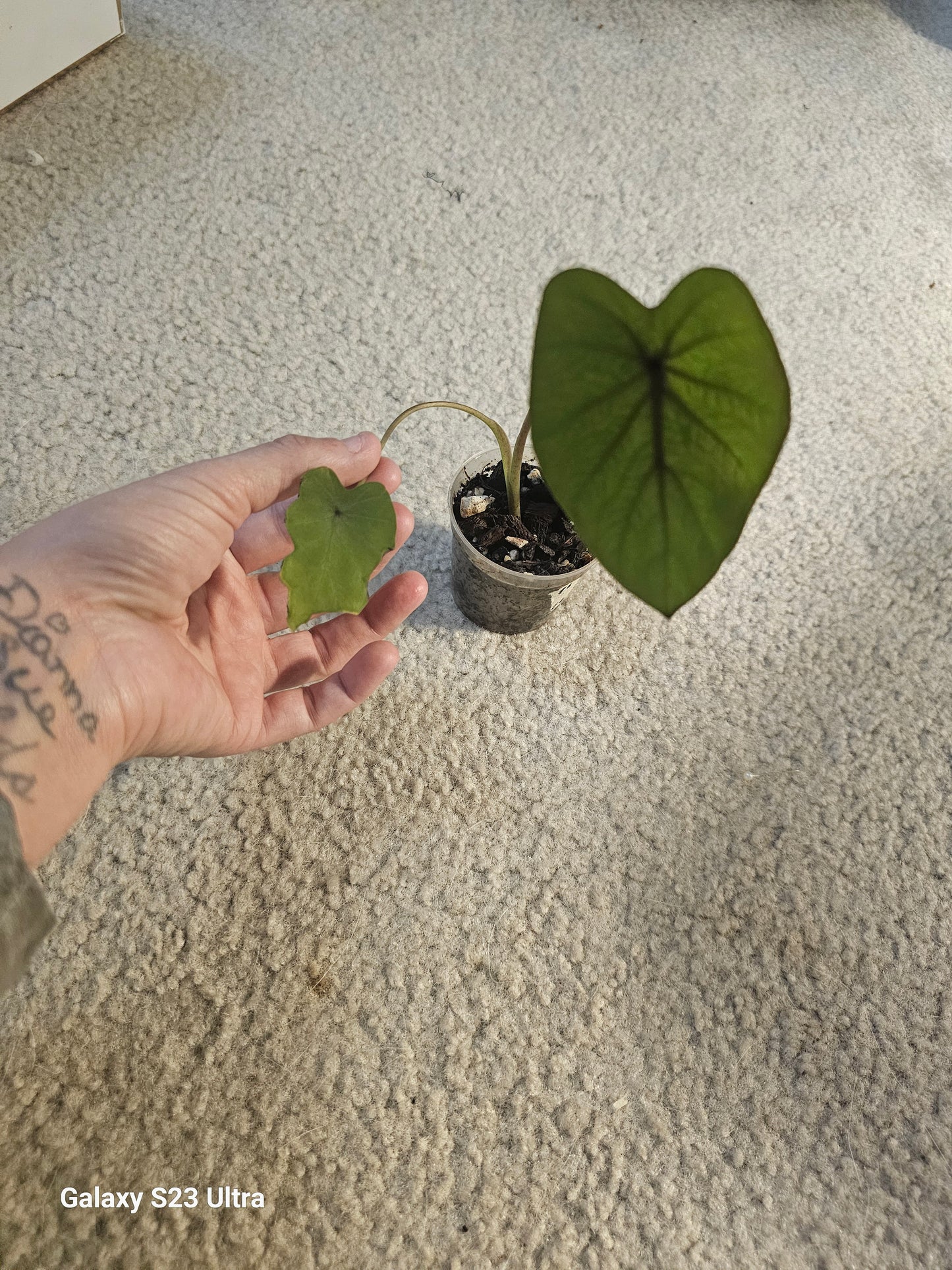 Colocasia Black Ruffles