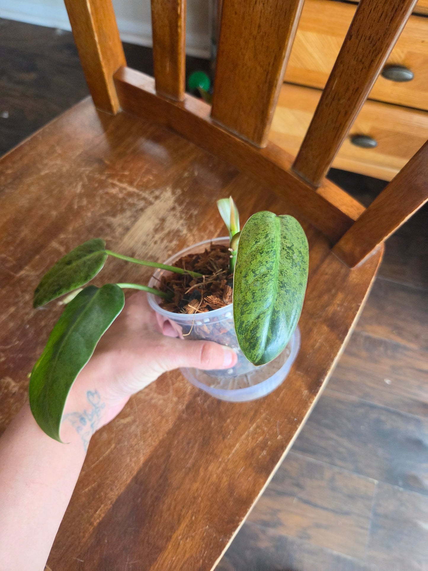 Philodendron Wipple Way