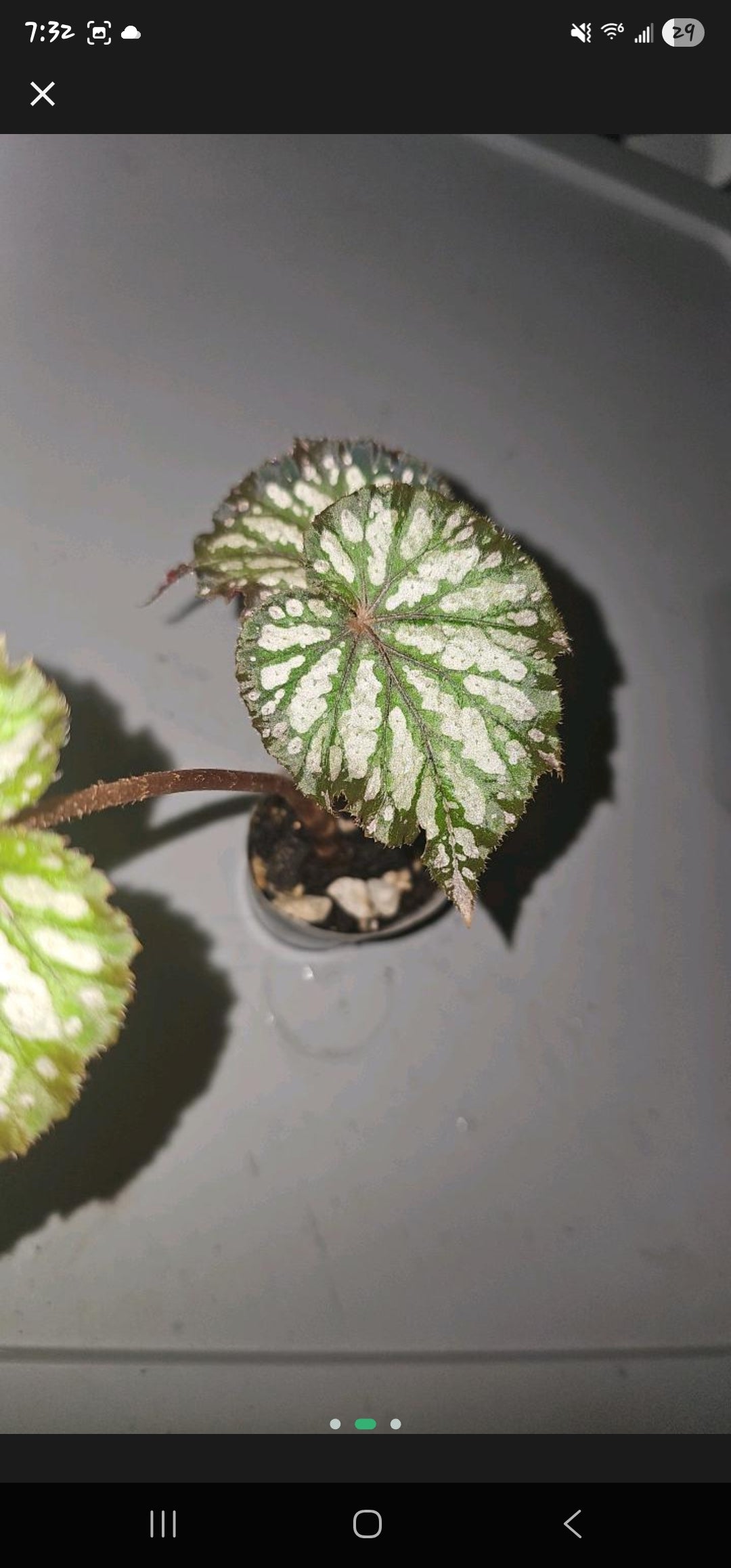 Begonia Harmony Summer Storm