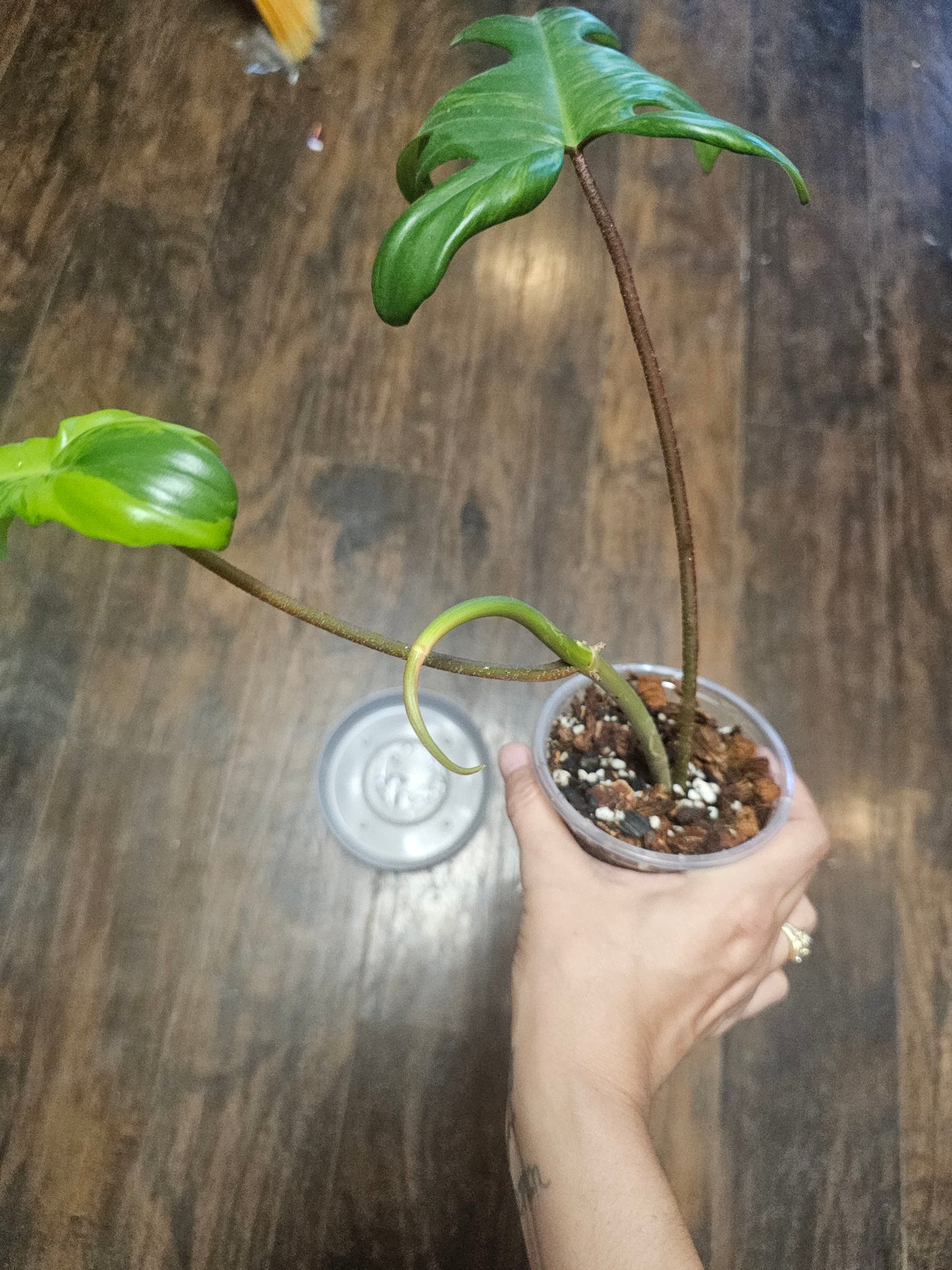 Philodendron Flordia Beauty