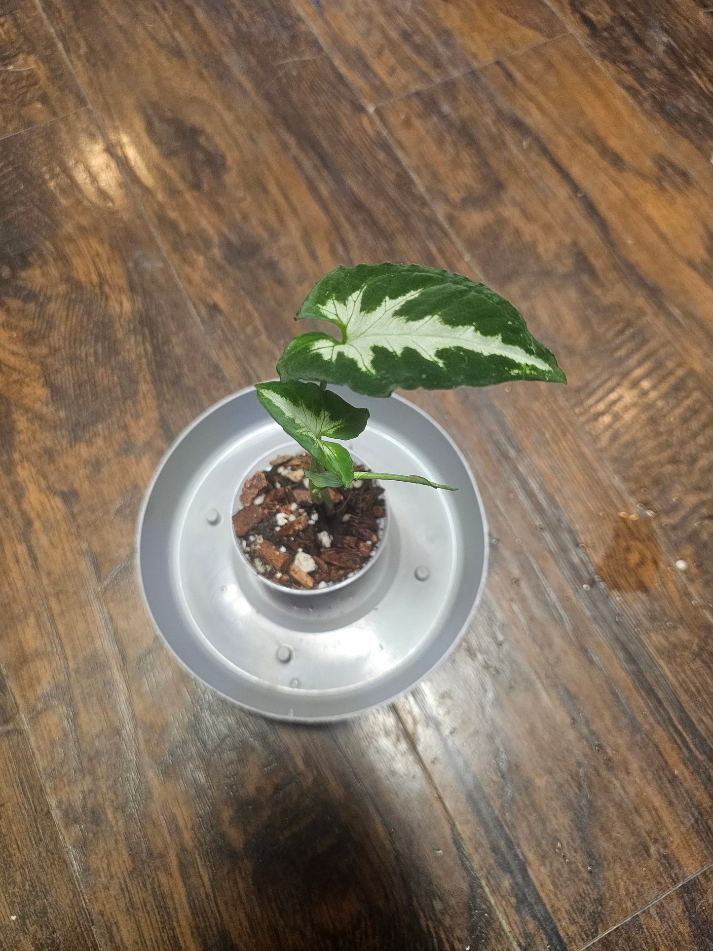 Syngonium Silver GooseFoot