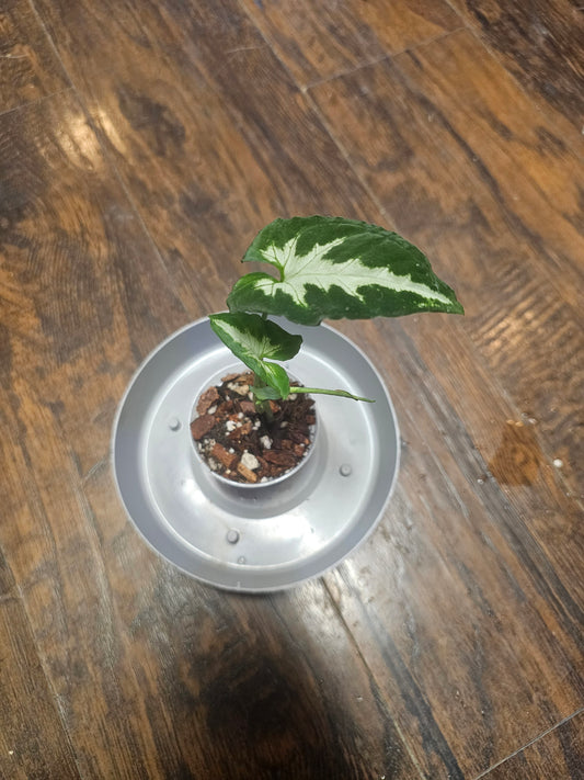 Syngonium Silver GooseFoot