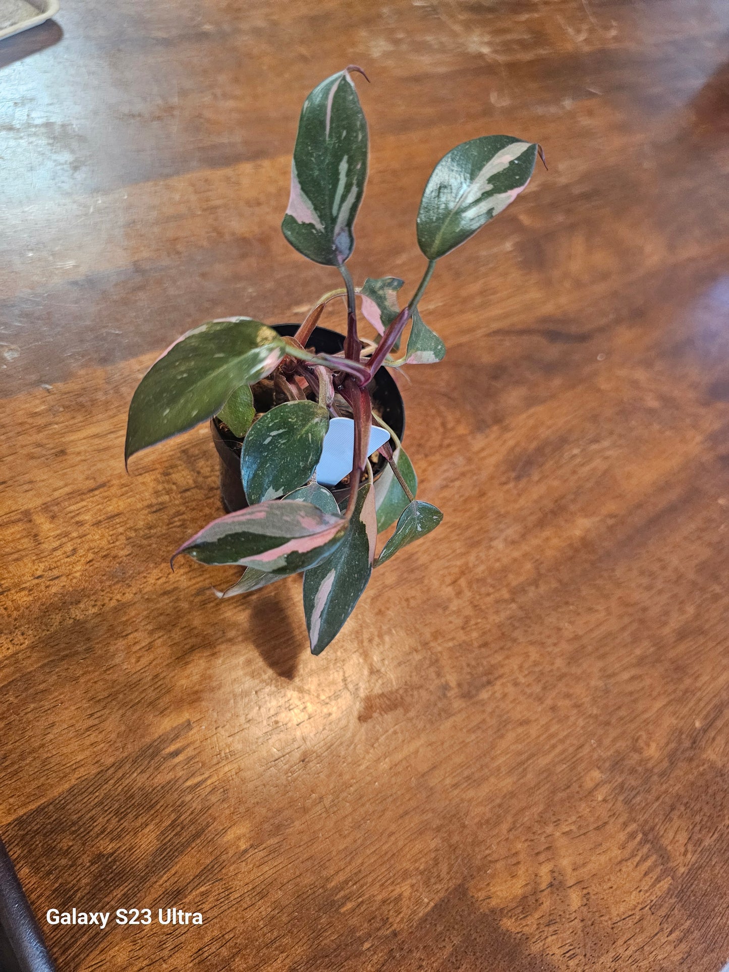 Philodendron Pink Princess