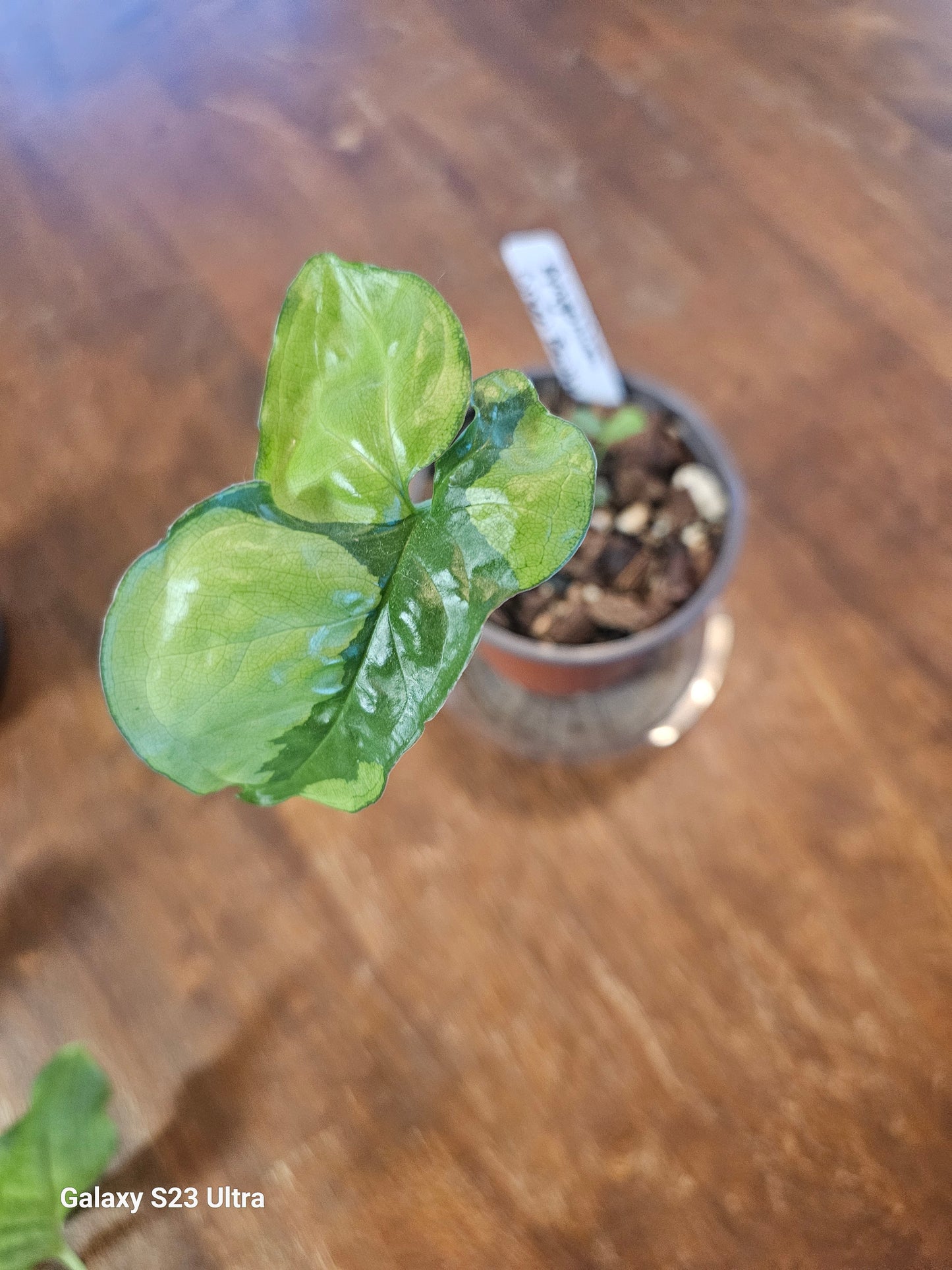 Syngonium Green Beauty