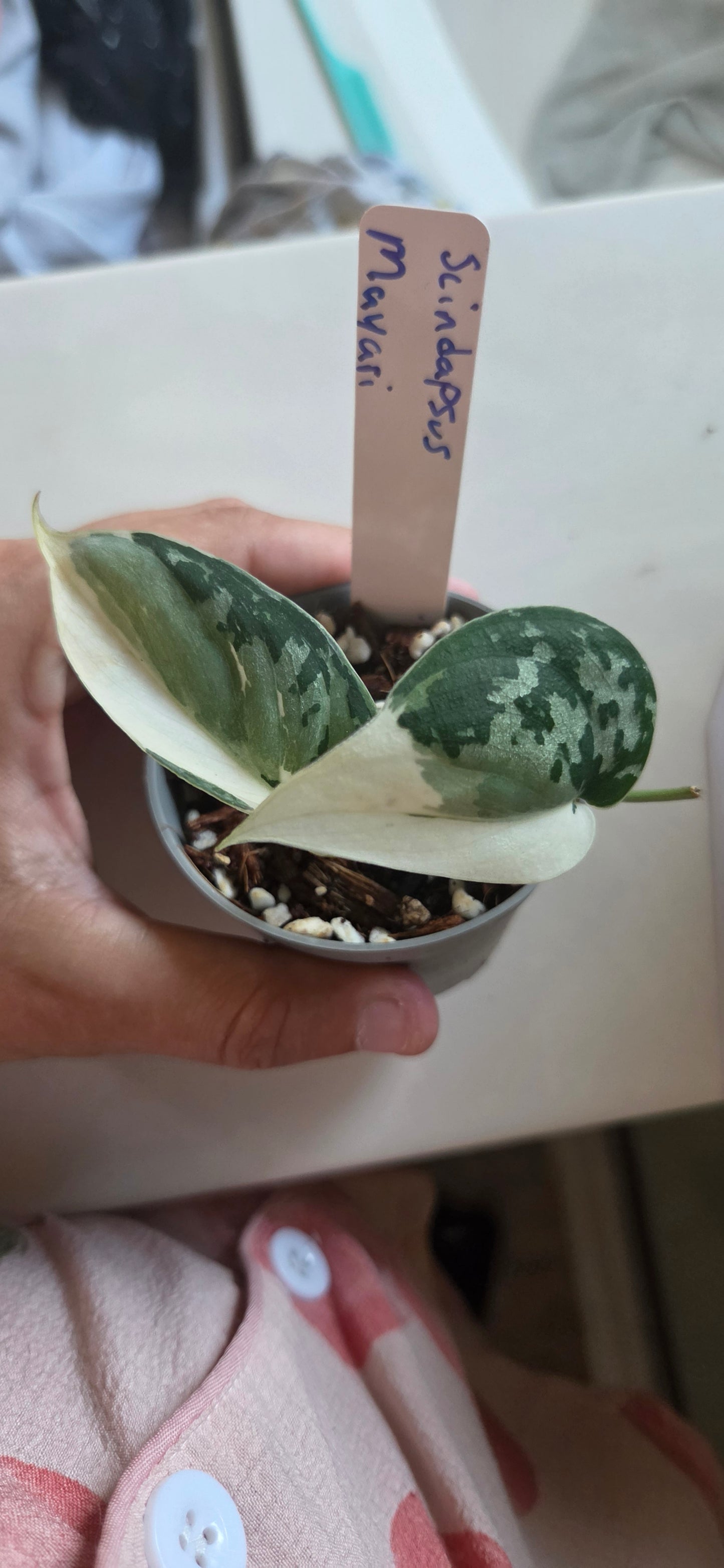 Scindapsus Mayari