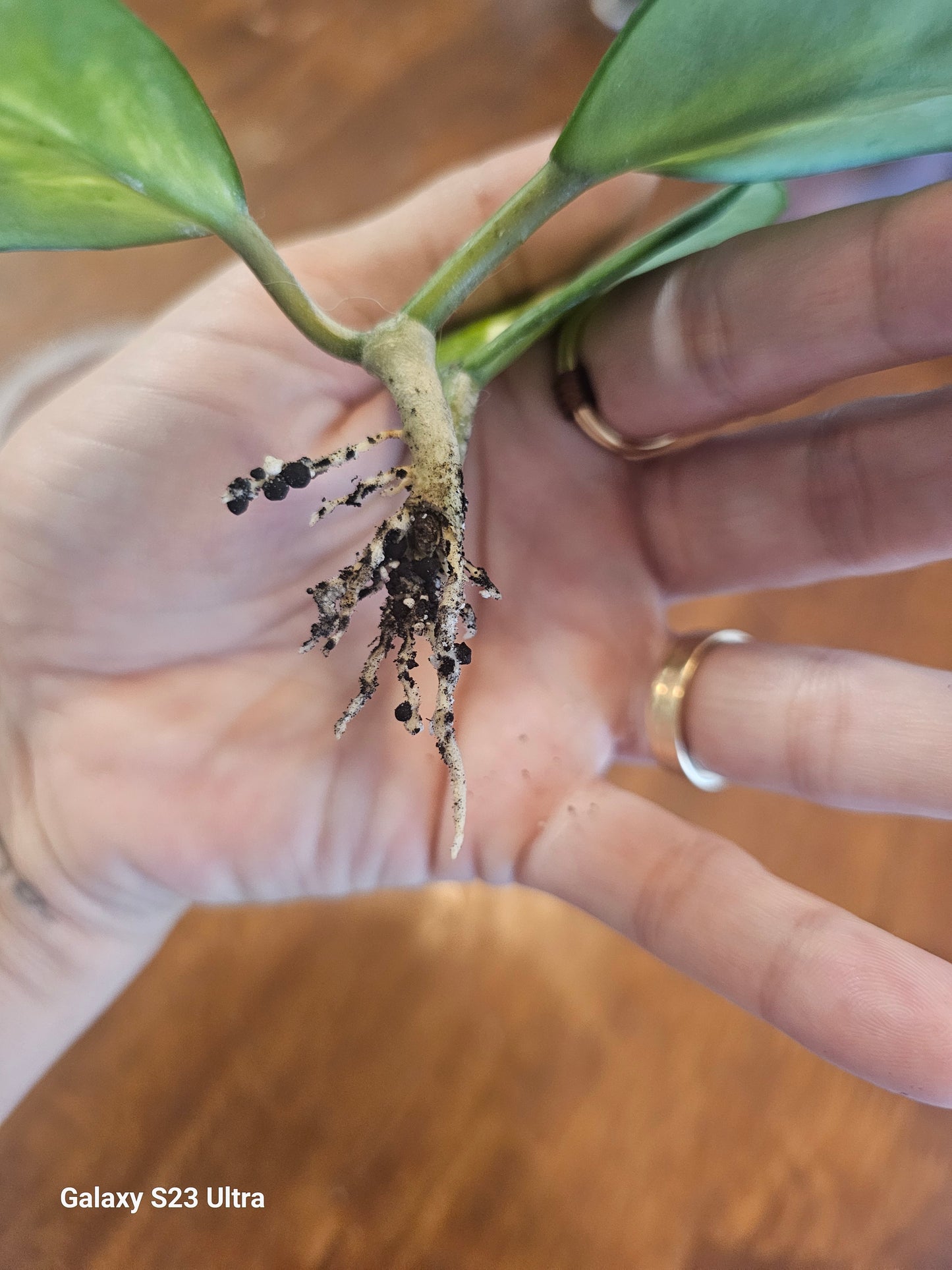 Hoya Obovata Variegated