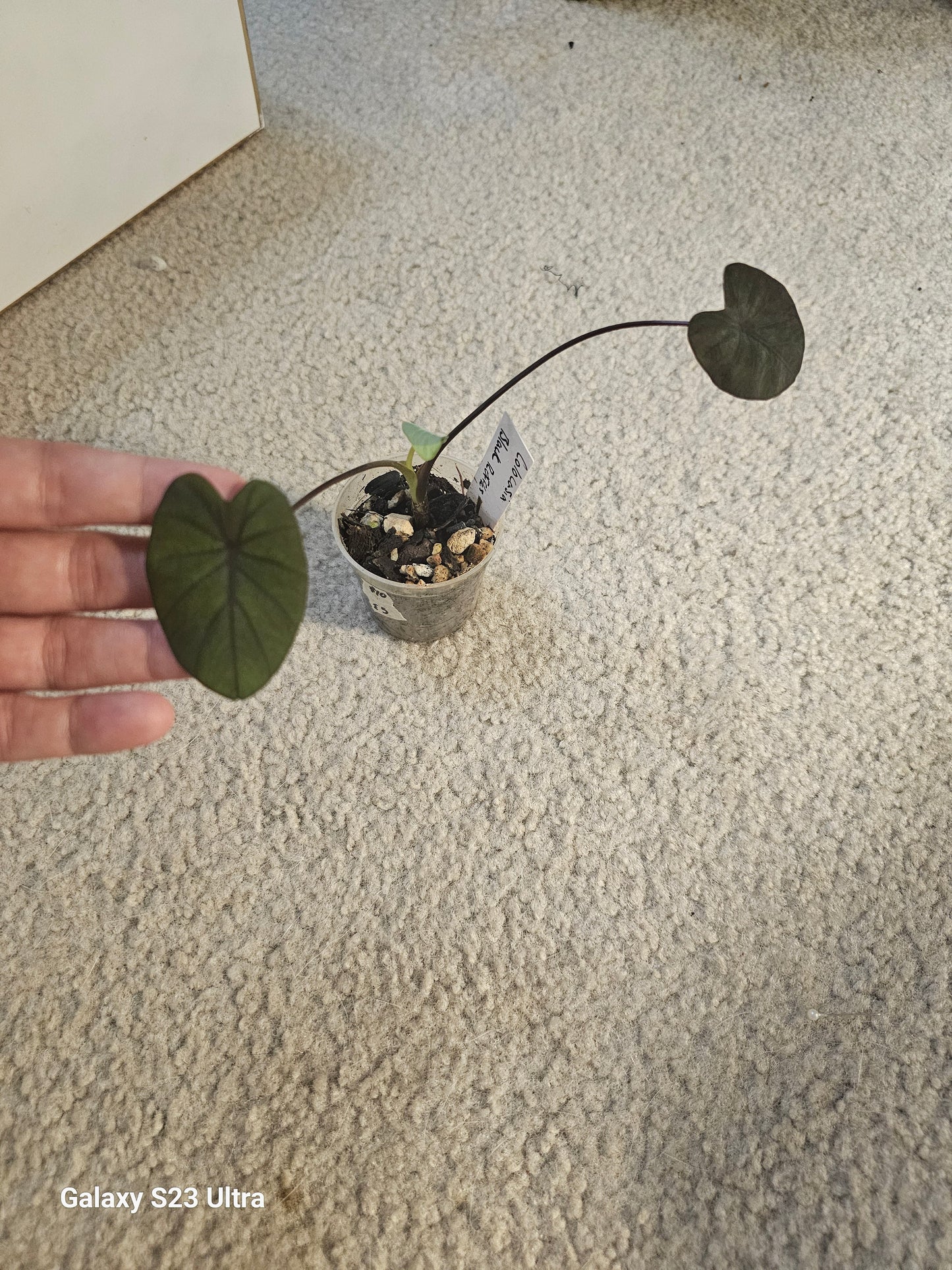 Colocasia Black Ruffles