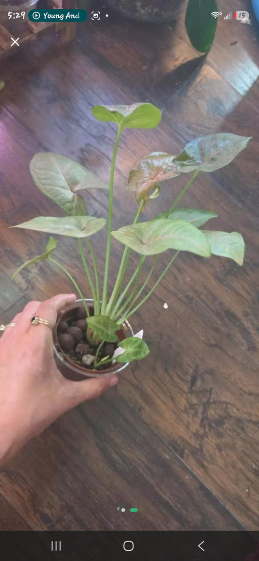 Syngonium Pink Freckle