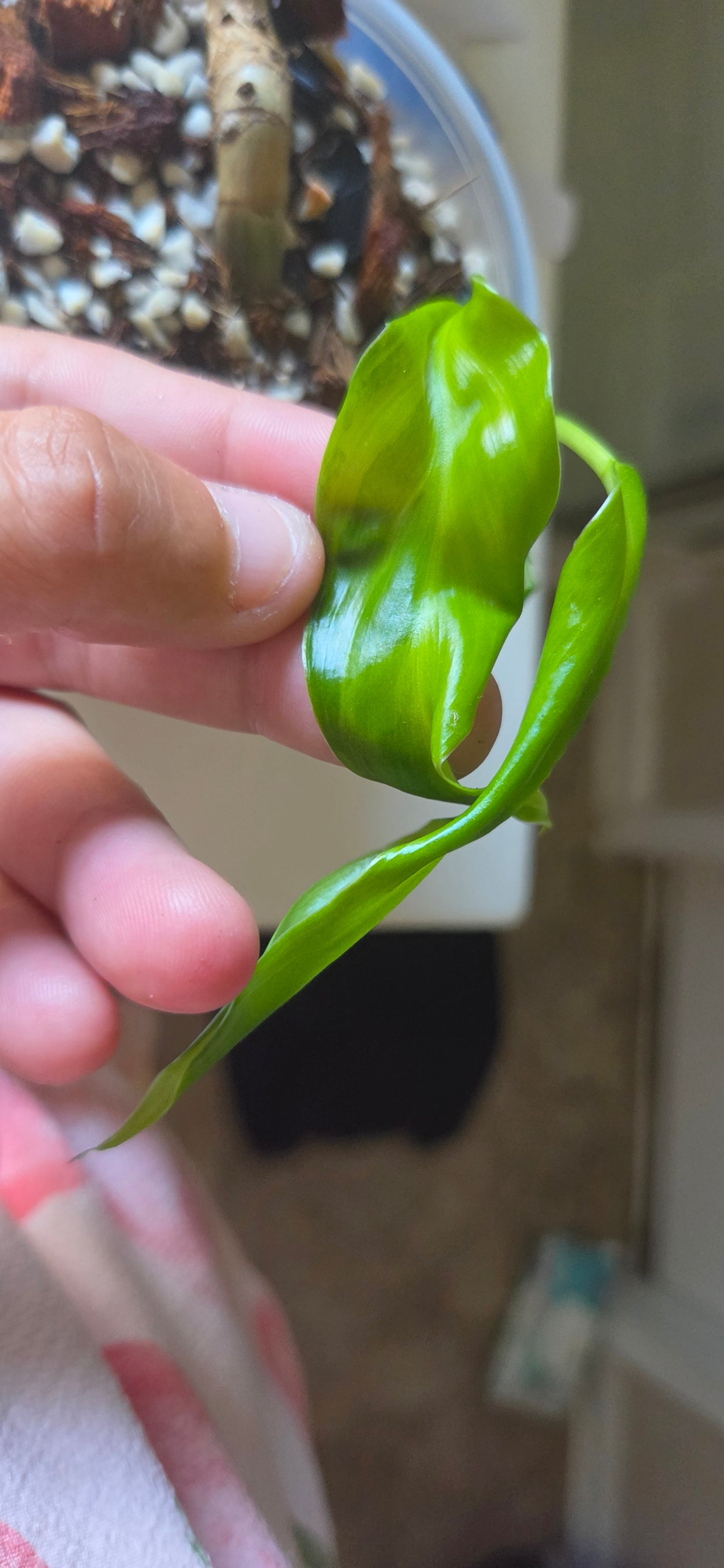 Philodendron Domesticum Variegated