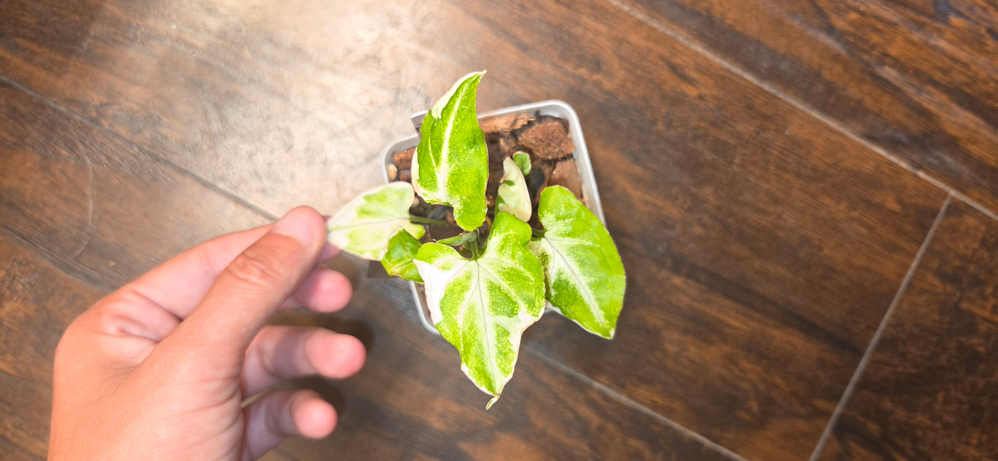 Syngonium T25