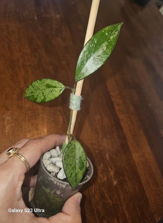 Hoya Cui Snow silver