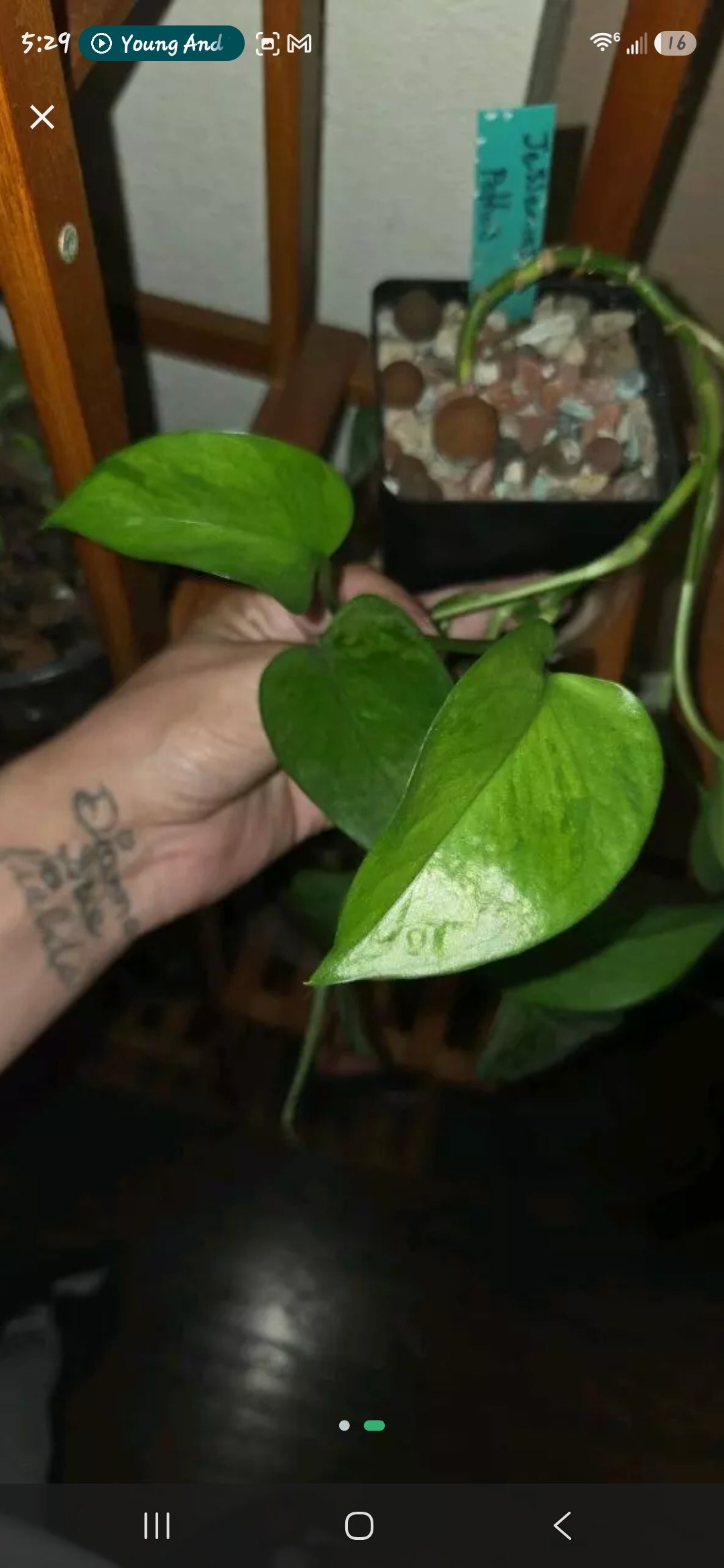 Pothos Jessenia