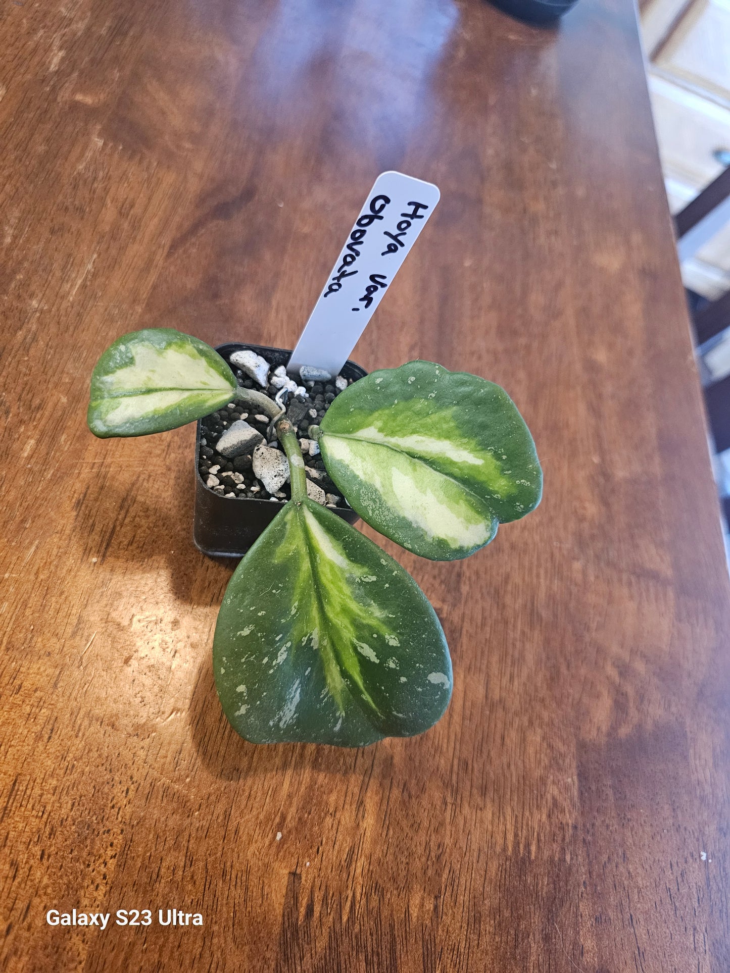 Hoya Obovata Variegated