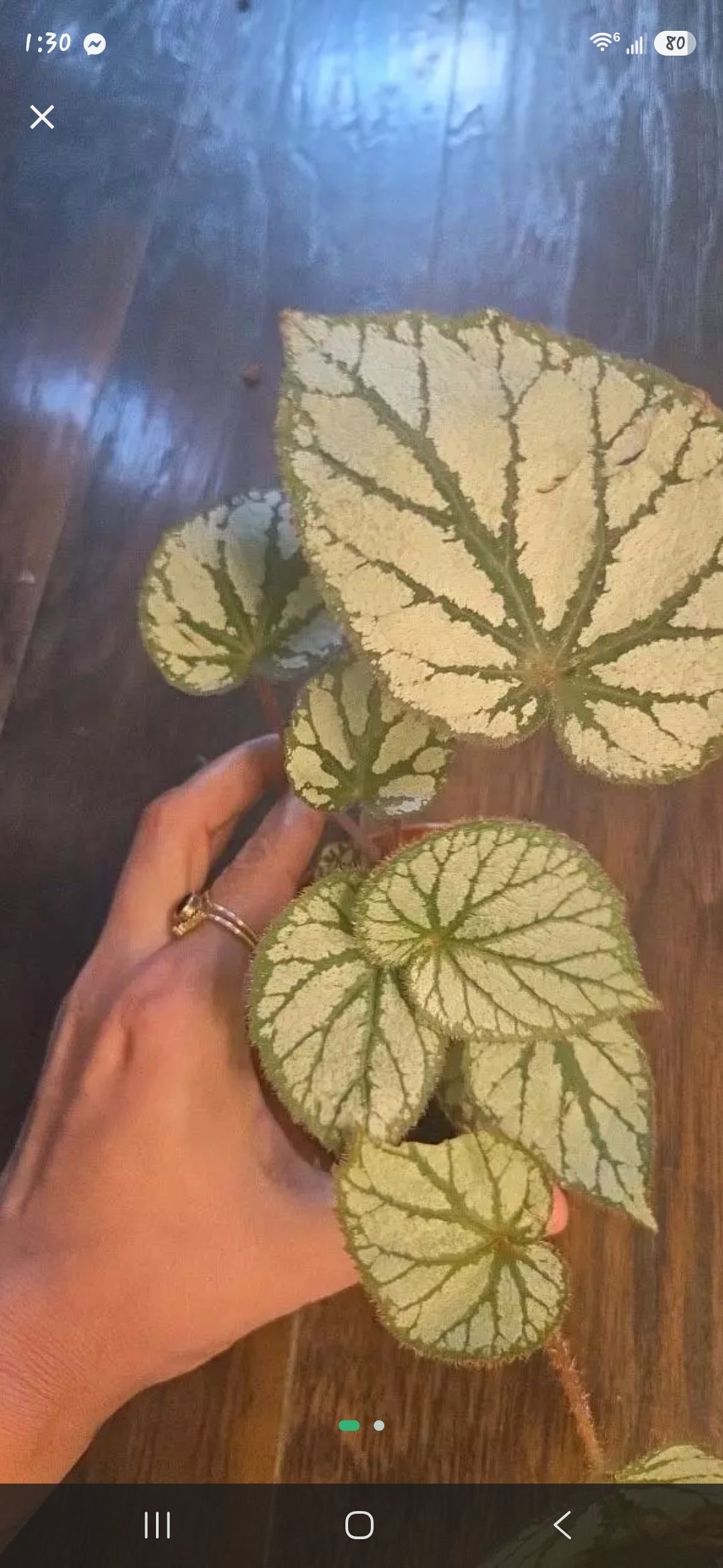 Begonia U400